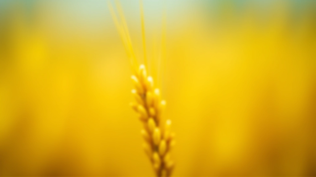 Close-up detail of mature rice grain heads showing golden color and full development ready for harvest in paddy field